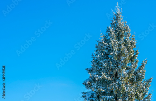 Postcard, a huge fluffy spruce covered with snow on a solid background of blue sky © Игорь Кляхин