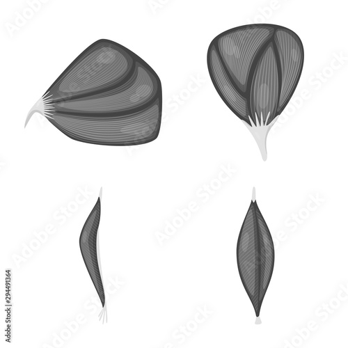 Isolated object of human and body symbol. Set of human and cells stock symbol for web.