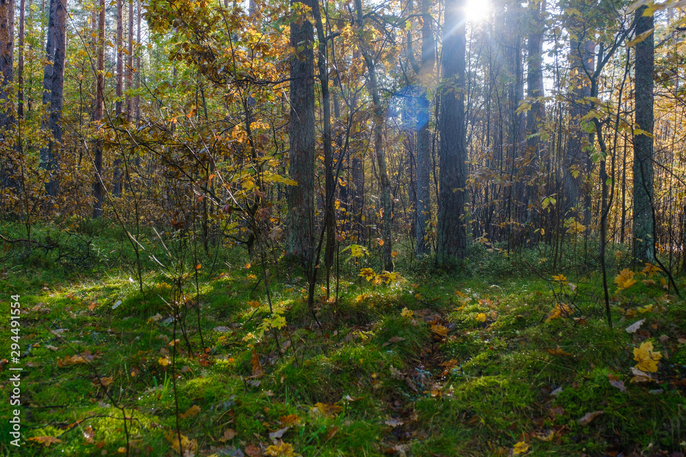 Fototapeta premium Trees in autumn colors with rays of sun falling through. Autumn Landscape