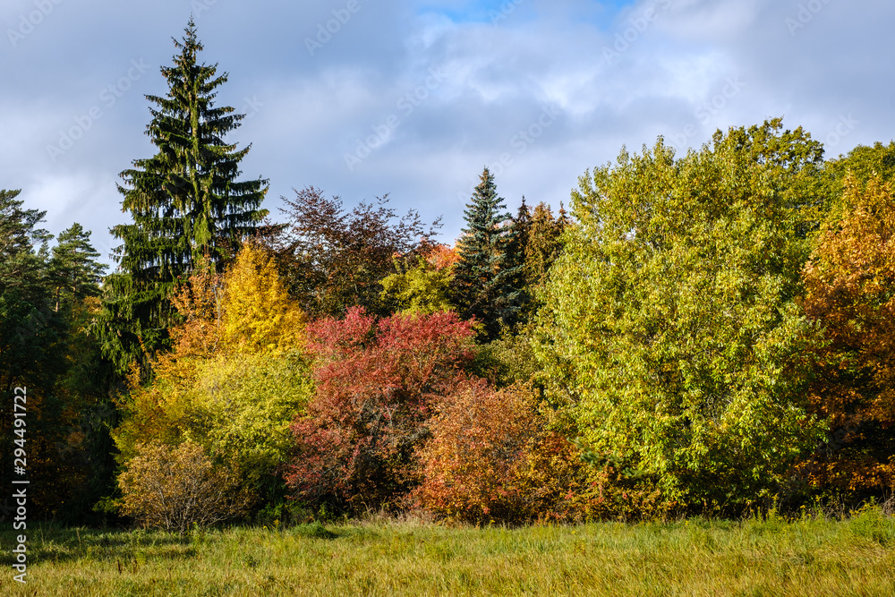 Trees in autumn colors at the edge of the forest. Autumn landscape Trees in autumn colors at the edge of the forest. Autumn landscape