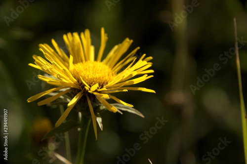 Inula sp.  yellow member of the Asteraceae flowering  in Tuscan meadow