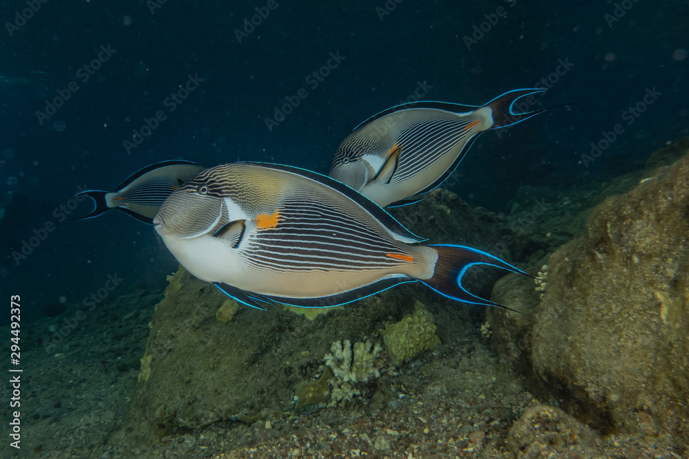 Fish swim in the Red Sea, colorful fish, Eilat Israel Fish swim in the Red Sea, colorful fish, Eilat Israel