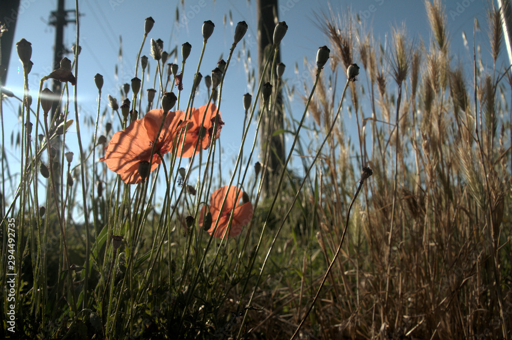 Fototapeta premium Papaver rhoeas; field poppy in Tuscany
