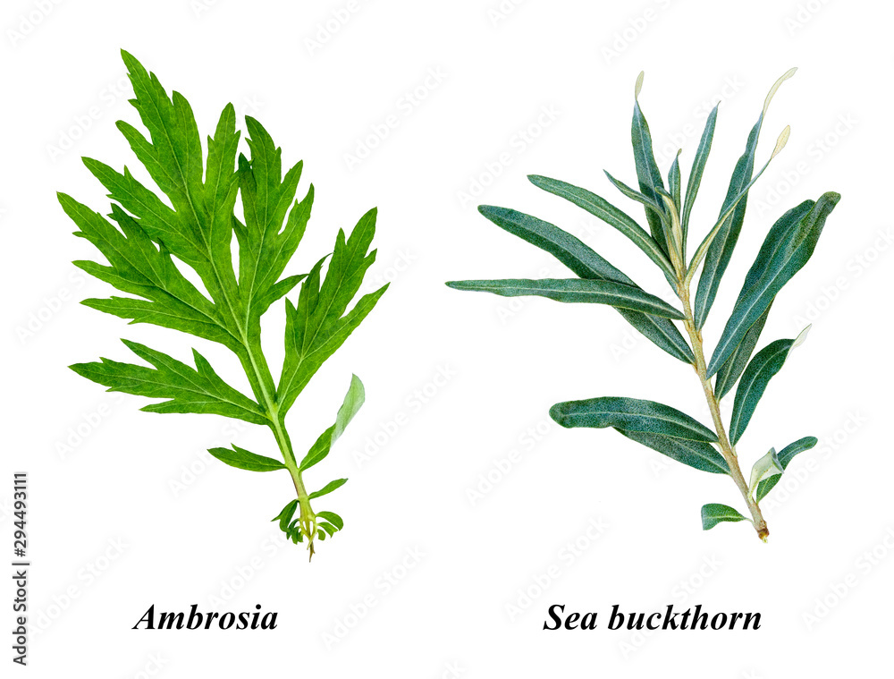 Set of isolated leaves: ragweed and sea buckthorn. Ragweed or ambrosia.