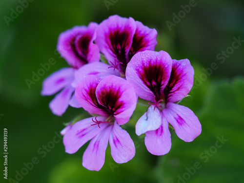 Beautiful pink and purple rose geranium flower  Pelargonium graveolens