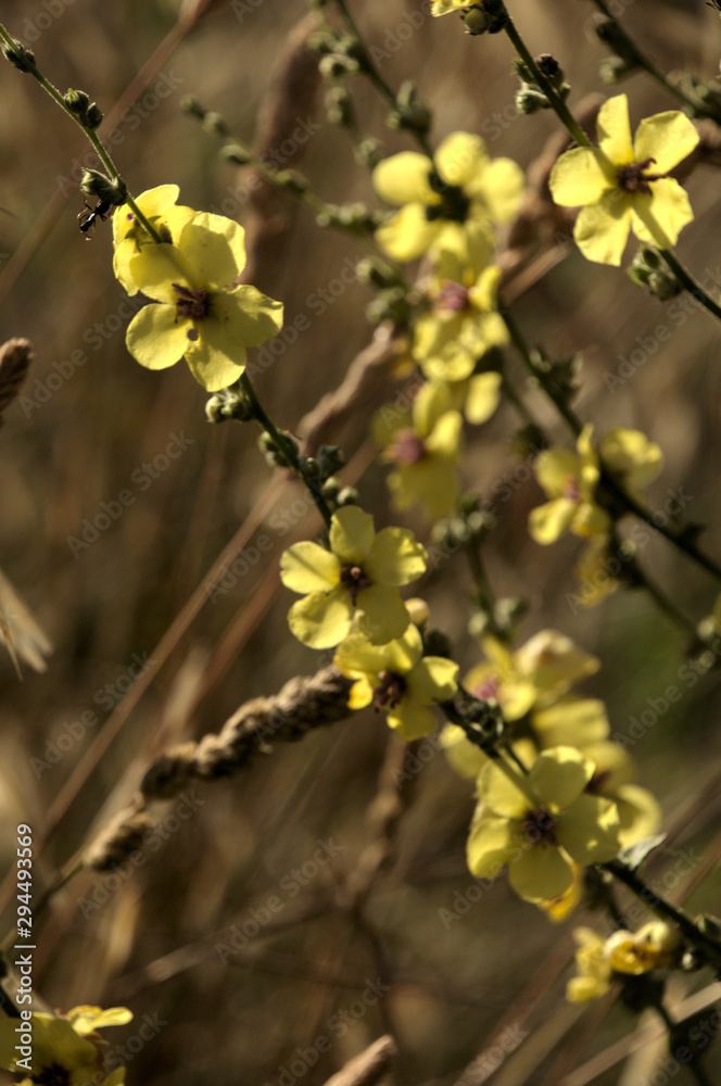 Verbascum nigrum; black mullein in Tuscan meadow Verbascum nigrum; black mullein in Tuscan meadow