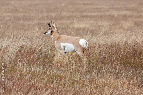 Pronghorn Antelope Buck in Wyoming in Fall