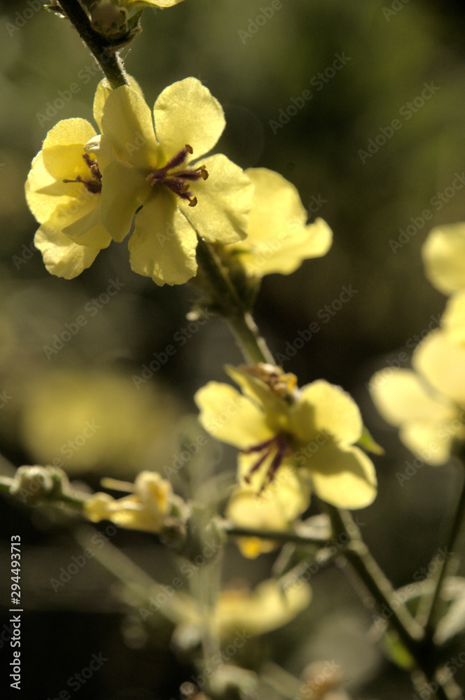Obraz premium Verbascum nigrum; black mullein in Tuscan meadow