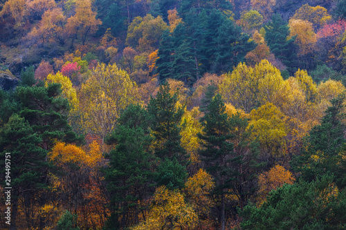 Coniferous and deciduous forest on the mountainside. Bright autumn foliage and green pine trees. Natural background
