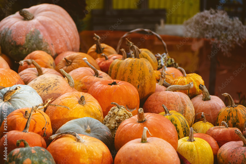 Autumn background with variety pumpkins at farmers market.