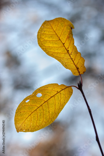 Two large beautiful autumn leaves on a branch against a blue sky with shallow depth of field with a blurred background. Vertical.
