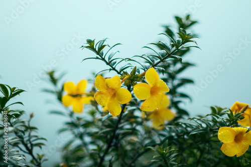 Beautiful flower background,flower in the morning