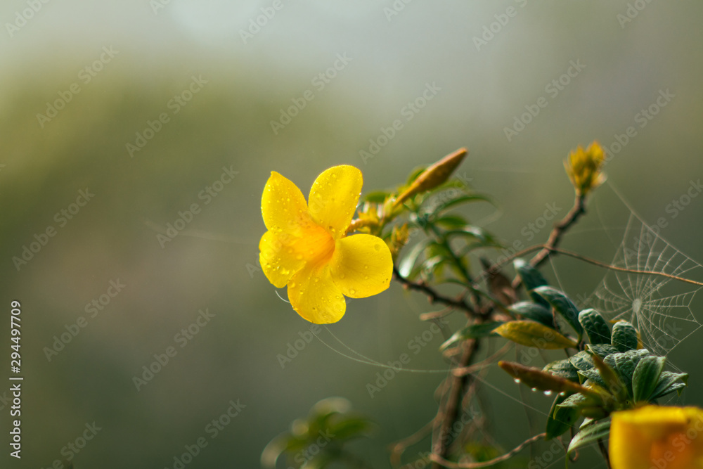 Beautiful flower background,flower in the morning Beautiful flower background,flower in the morning