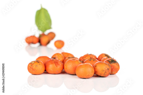 Lot of whole arranged wild orange rowanberry isolated on white background