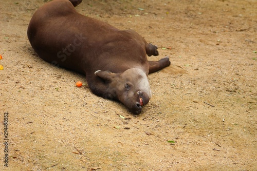 tapir dans son enclos au zoo photo