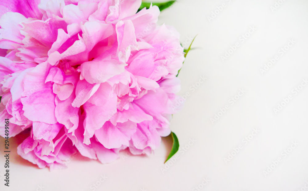 pink peony flower, on a light background, close-up, selective focus, background, copy space pink peony flower, on a light background, close-up, selective focus, background, copy space