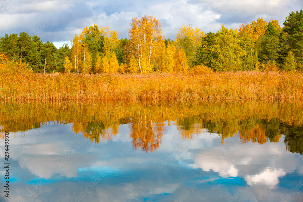 Panorama of the autumn river overgrown with reeds
