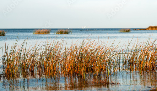 reed field and blue lake view