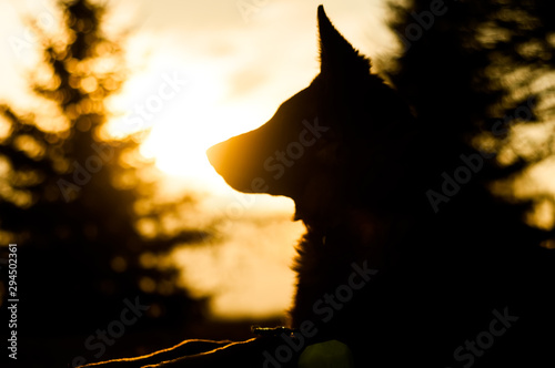 Backlit photo of a junior german shepherd dog resting in a backyard