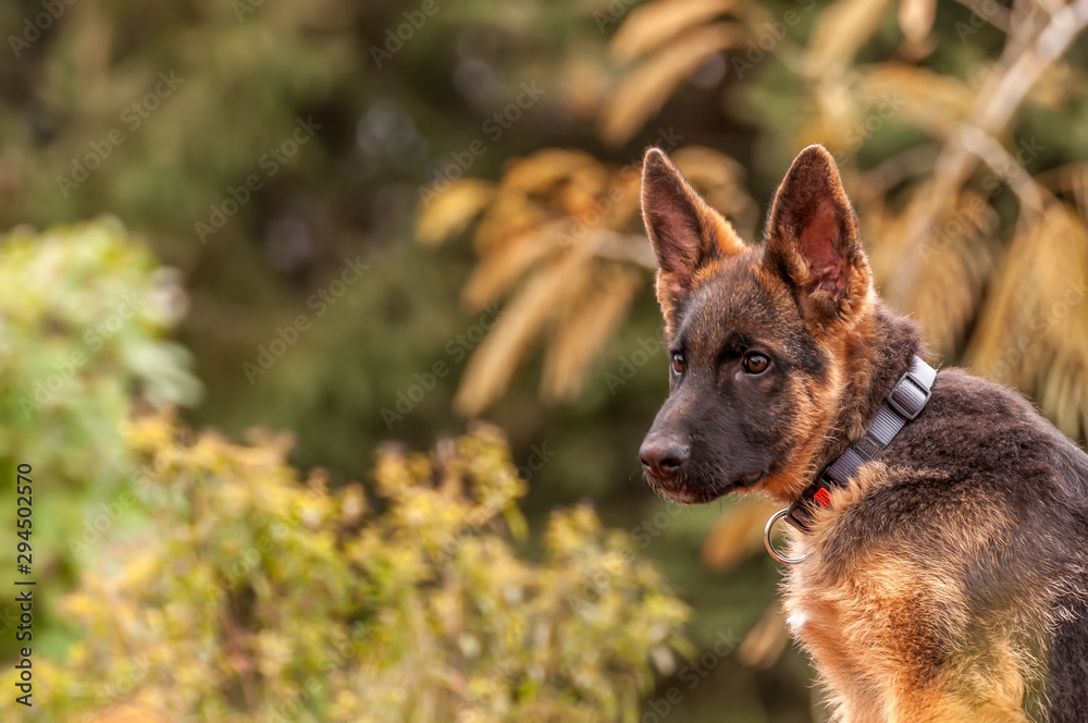 Portrait of a german shepherd puppy while resting in a backyard