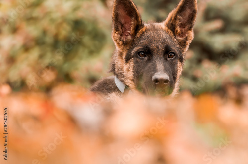 Portrait of a german shepherd puppy while resting in a backyard