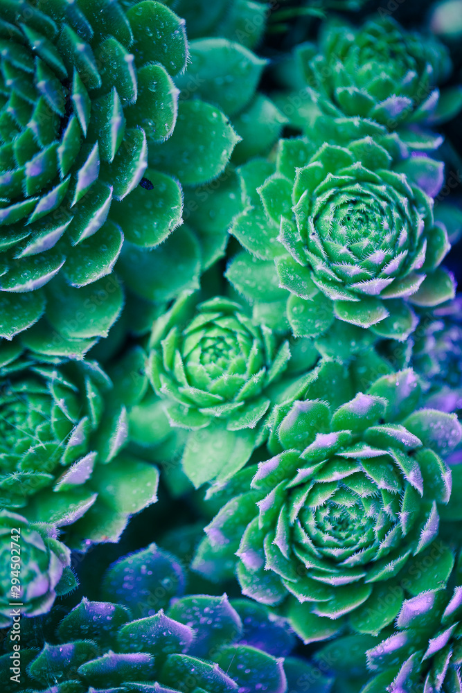 Fototapeta premium Neon Succulent Macro