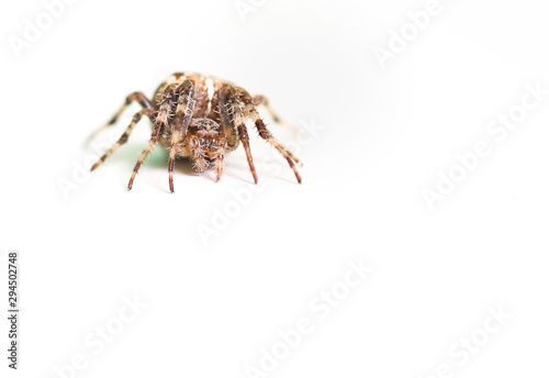 Spider isolated over white. Large common spider. 