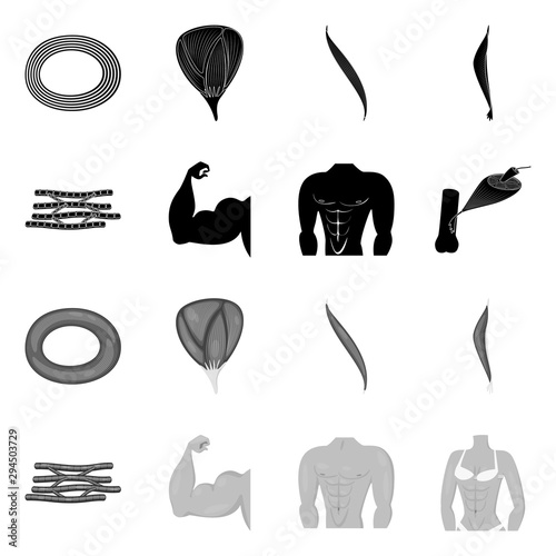 Vector illustration of fiber and muscular logo. Collection of fiber and body stock vector illustration.