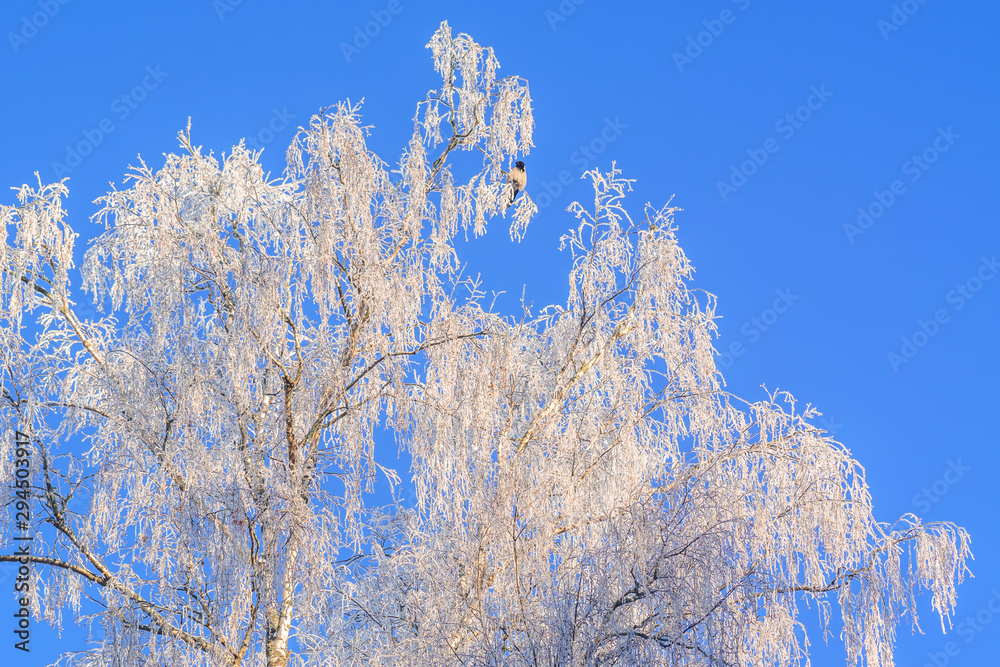 Branches of trees in frost on the background of sky Branches of trees in frost on the background of sky
