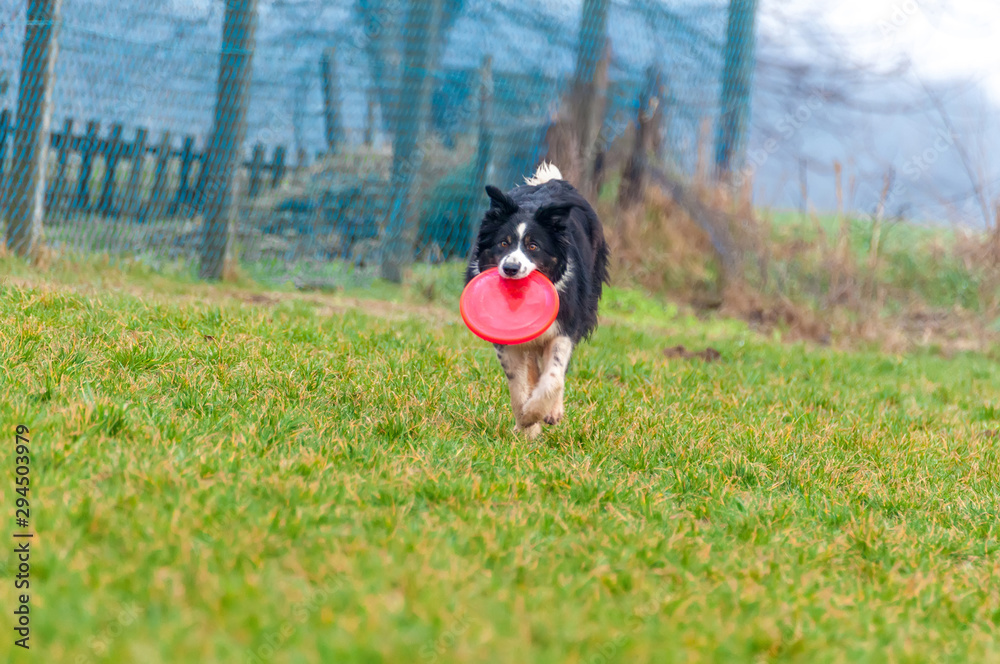 A border collie dog playing with a frisbee A border collie dog playing with a frisbee