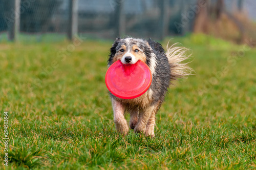 A border collie dog playing with a frisbee