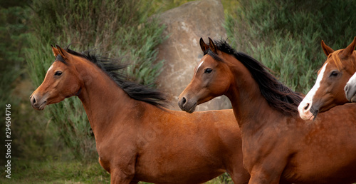 Fototapeta Naklejka Na Ścianę i Meble -  beautiful arabian horses profiles against green fence behind