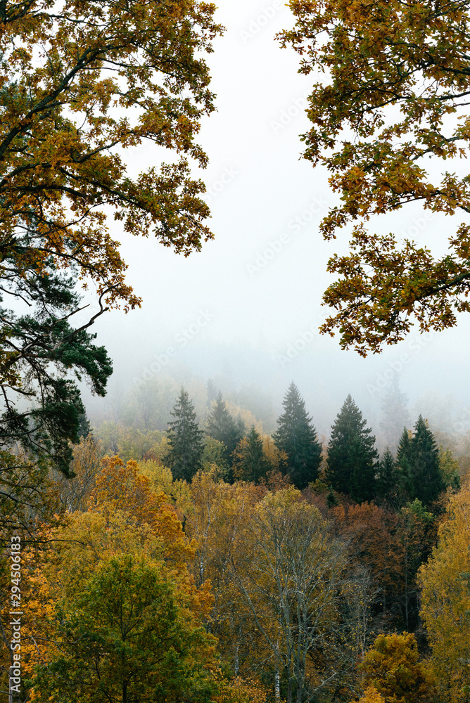 Thick colourful forest and fog in autumn season in Gauja National Park, Sigulda, Latvia. Thick colourful forest and fog in autumn season in Gauja National Park, Sigulda, Latvia.