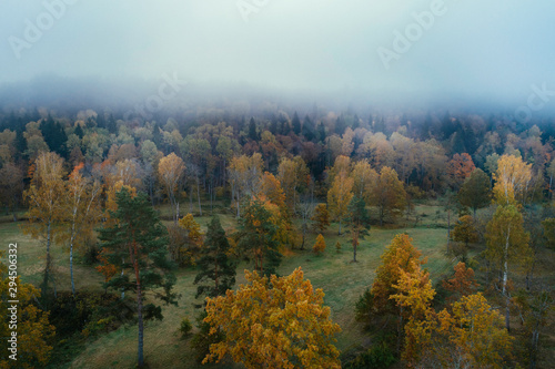 Thick colourful forest and fog in autumn season in Gauja National Park, Sigulda, Latvia.