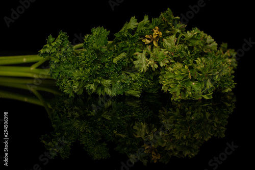 Lot of whole light fresh green parsley heap isolated on black glass