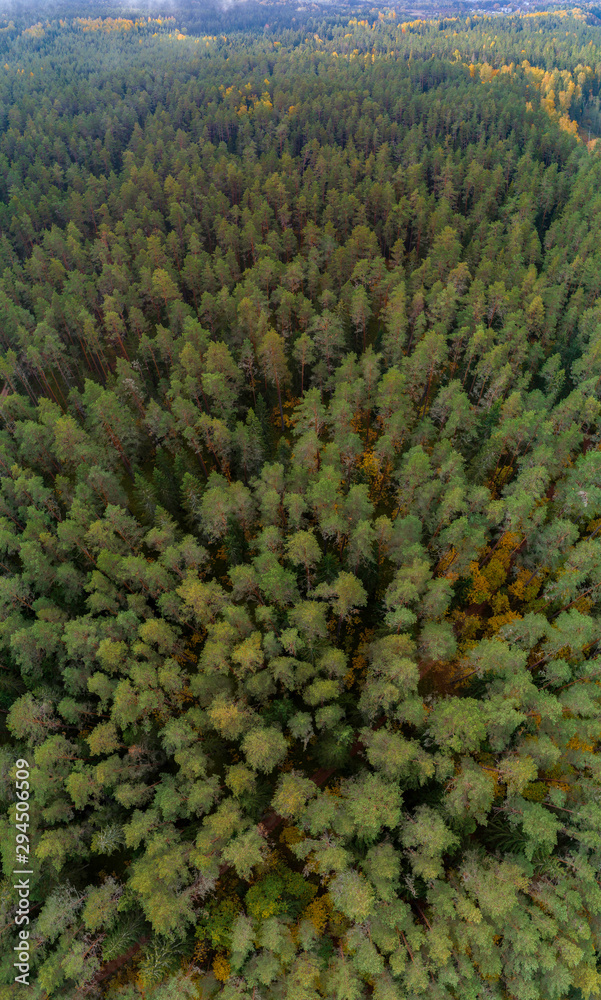 Aerial view of thick forest in colourful autumn season in Gauja National Park, latvia.