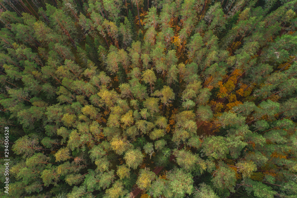 Aerial view of thick forest in colourful autumn season in Gauja National Park, latvia. Aerial view of thick forest in colourful autumn season in Gauja National Park, latvia.