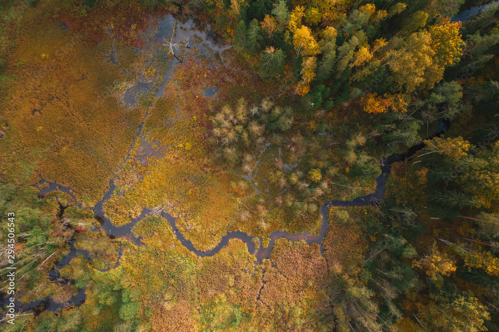 Aerial view of thick forest in colourful autumn with a small river cutting through.