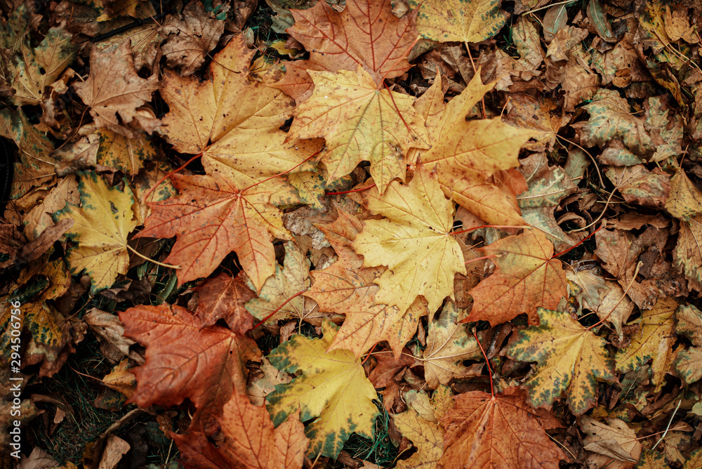Fall background from coloured leaves