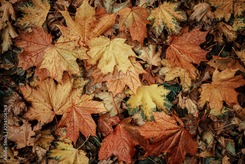 Obraz premium Fall background from coloured leaves