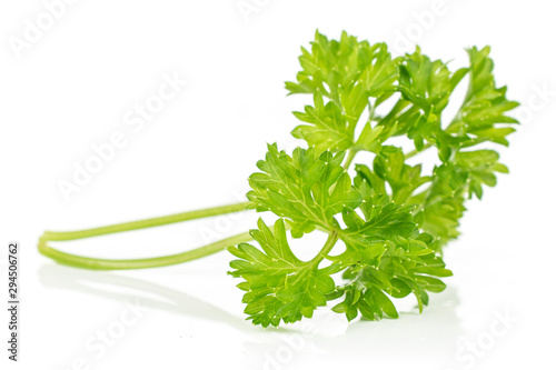 One piece of fresh green parsley isolated on white background