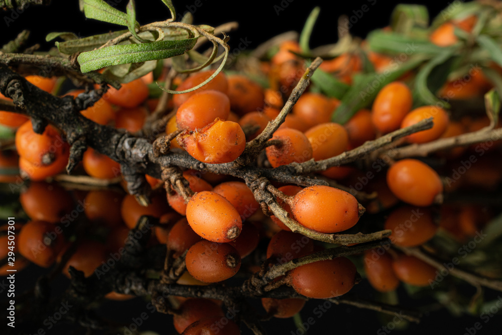 Lot of whole ripe orange sea buckthorn berry bunch isolated on black glass