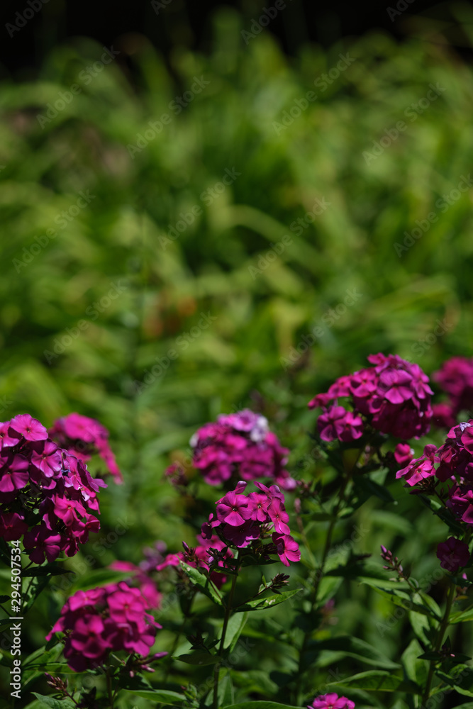 Group of Garden phlox Group of Garden phlox