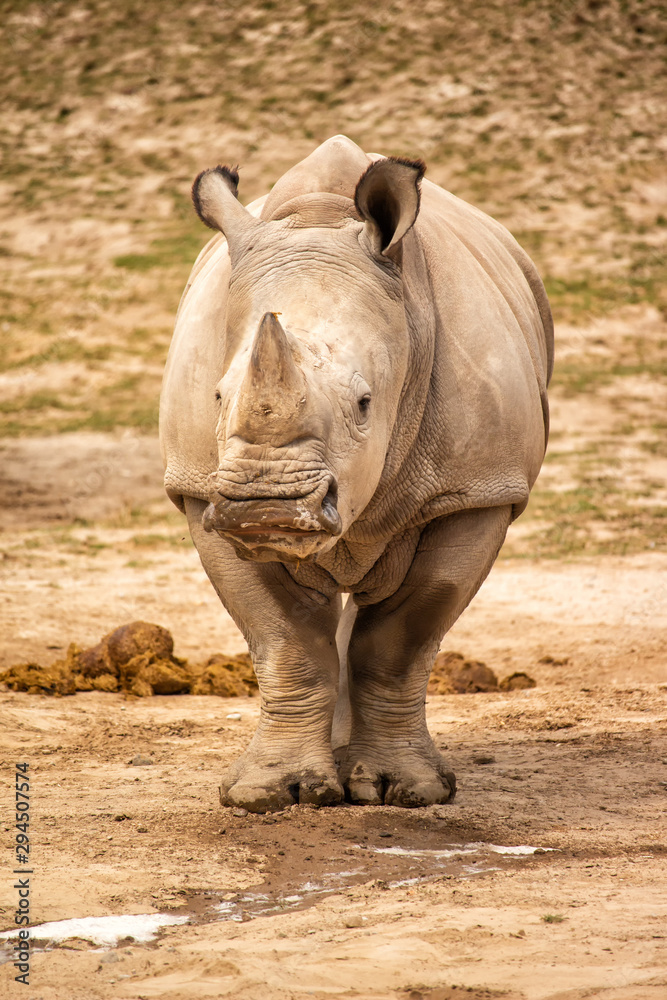 Naklejka premium white rhinoceros in zoo
