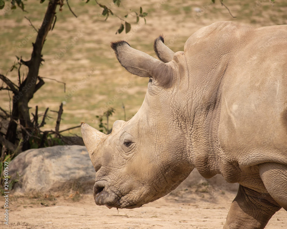 Rhinoceros in a Zoo