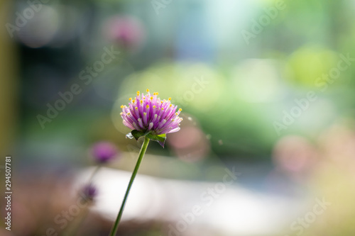 The background image of the colorful flowers