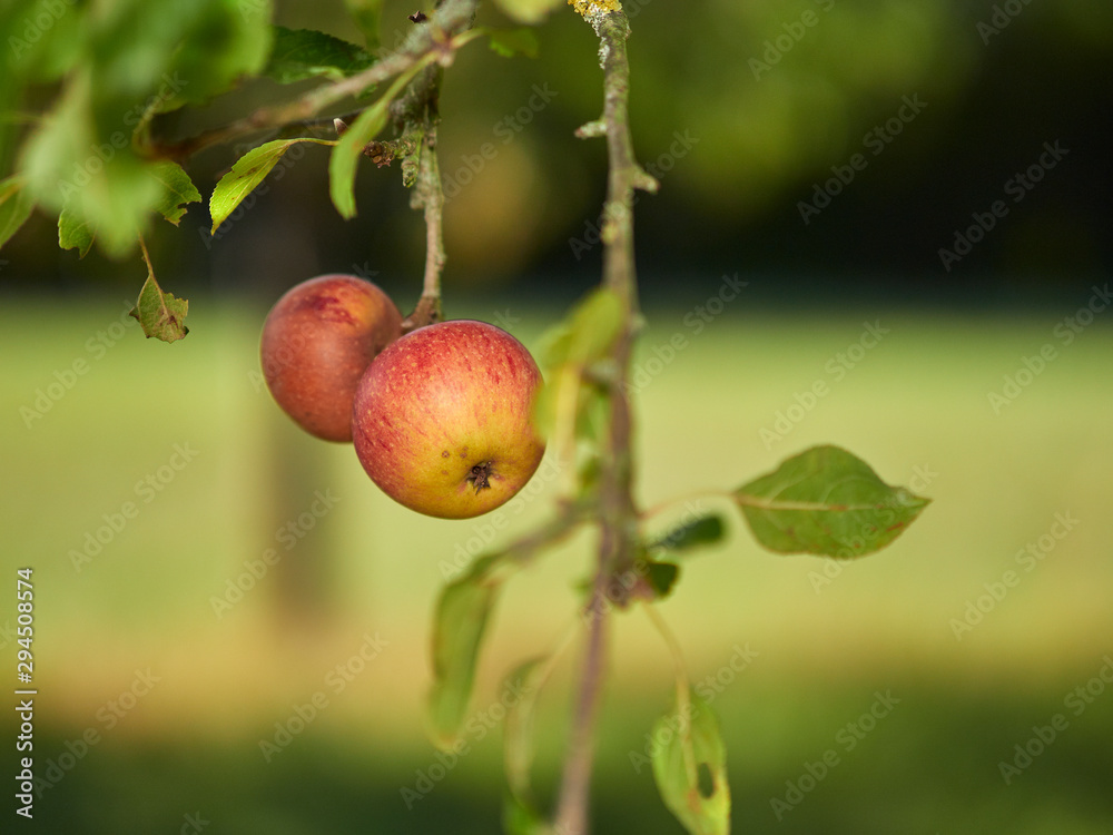 apples on tree apples on tree