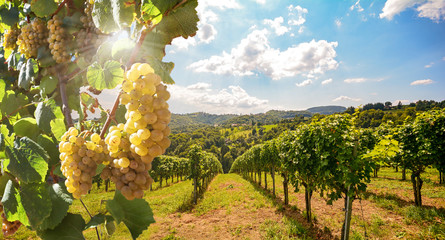 Foto auf Acrylglas Weingarten Weinberge mit Weinrebe und Weingut entlang der Weinstraße in der Abendsonne, Europa  © ah_fotobox