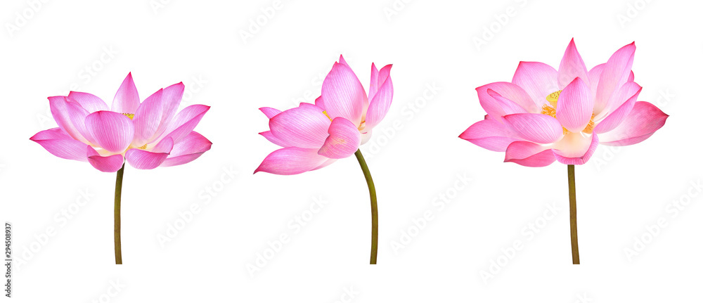 Obraz premium Lotus flower isolated on white background.