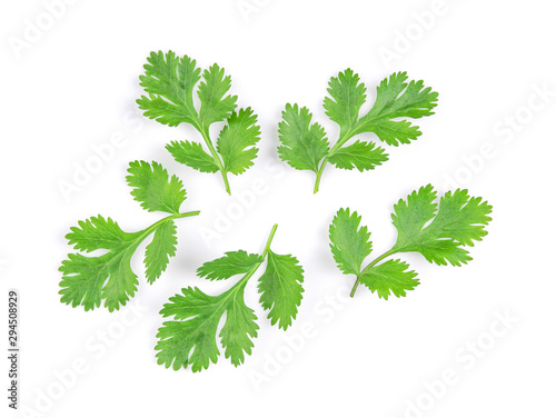 Canvastavla Green coriander leaves close-up, isolation on a white background